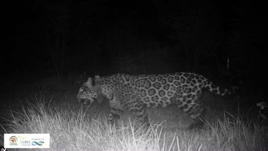 misiones:-monitoreo-de-ecologia-confirmo-la-muerte-de-la-yaguarete-“elecha”