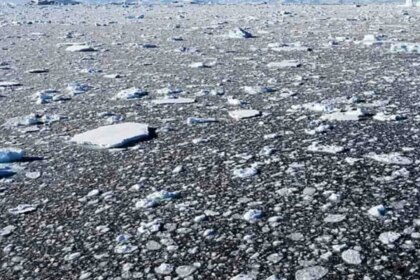 detectan-microplasticos-en-la-antartida:-el-hallazgo-en-isla-decepcion-que-alerta-sobre-la-contaminacion