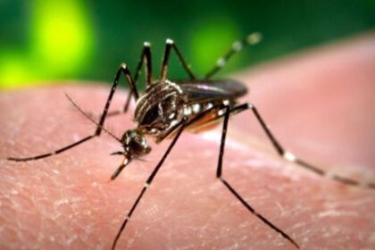 cordoba-registra-mas-casos-de-chikungunya-y-refuerza-operativos-sanitarios,