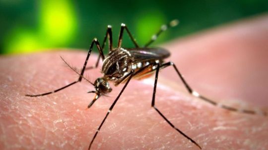 cordoba-registra-mas-casos-de-chikungunya-y-refuerza-operativos-sanitarios,