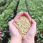 china-busca-reducir-la-dependencia-de-la-soja-de-eeuu-y-cambia-la-dieta-de-sus-cerdos