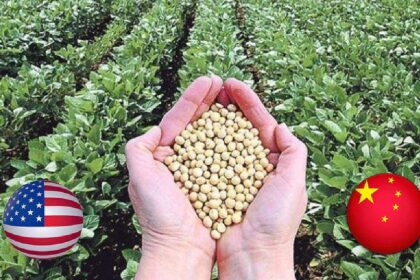 china-busca-reducir-la-dependencia-de-la-soja-de-eeuu-y-cambia-la-dieta-de-sus-cerdos