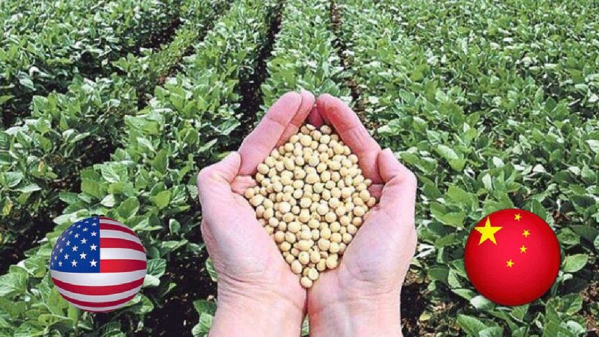 china-busca-reducir-la-dependencia-de-la-soja-de-eeuu-y-cambia-la-dieta-de-sus-cerdos