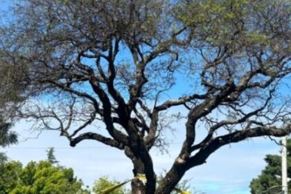 “el-quebracho-blanco-vive”:-el-festejo-del-municipio-de-villa-allende-por-el-rebrote-del-arbol-de-la-polemica