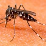 alerta-por-chikungunya-en-argentina:-ya-hay-433-casos-y-crece-la-transmision-local