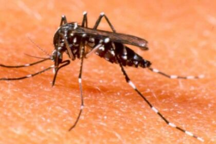alerta-por-chikungunya-en-argentina:-ya-hay-433-casos-y-crece-la-transmision-local