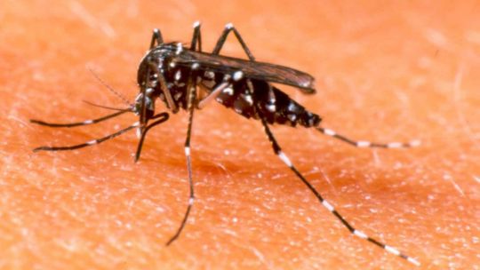 alerta-por-chikungunya-en-argentina:-ya-hay-433-casos-y-crece-la-transmision-local