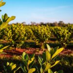 el-gobierno-de-misiones-convoca-a-industrias,-cooperativas,-productores-y-secaderos-a-una-mesa-de-trabajo-yerbatera