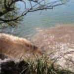 contaminacion-en-el-rio-de-la-plata.-el-juez-fue-recusado-y-se-dilatan-las-obras-de-saneamiento