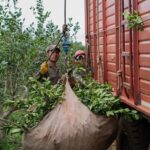 misiones-|-el-gobierno-provincial-convoco-a-los-actores-de-la-cadena-yerbatera-para-buscar-un-acuerdo-en-el-precio-de-la-hoja-verde