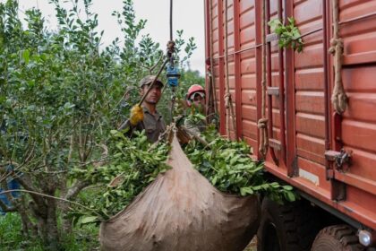 misiones-|-el-gobierno-provincial-convoco-a-los-actores-de-la-cadena-yerbatera-para-buscar-un-acuerdo-en-el-precio-de-la-hoja-verde