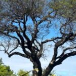 especialista-sobre-el-quebracho-blanco-de-villa-allende:-“el-arbol-es-extremadamente-fuerte,-es-un-caso-raro”