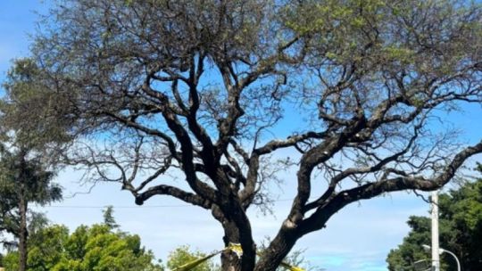 especialista-sobre-el-quebracho-blanco-de-villa-allende:-“el-arbol-es-extremadamente-fuerte,-es-un-caso-raro”