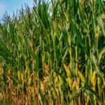el-maiz-argentino-apunta-a-un-record-historico-de-67-millones-de-toneladas-en-la-campana-2025/26
