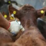 ahora-los-productores-ganaderos-pueden-elegir-al-veterinario-que-aplique-la-vacuna-contra-la-fiebre-aftosa