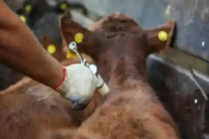 ahora-los-productores-ganaderos-pueden-elegir-al-veterinario-que-aplique-la-vacuna-contra-la-fiebre-aftosa