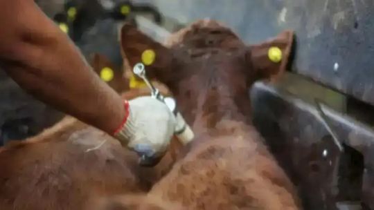 ahora-los-productores-ganaderos-pueden-elegir-al-veterinario-que-aplique-la-vacuna-contra-la-fiebre-aftosa