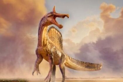 descubren-una-nueva-especie-de-spinosaurus-en-el-sahara:-como-era-y-por-que-cambia-lo-que-se-sabia
