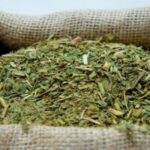 advierten-por-la-caida-de-la-yerba-mate-por-condiciones-climaticas-adversas