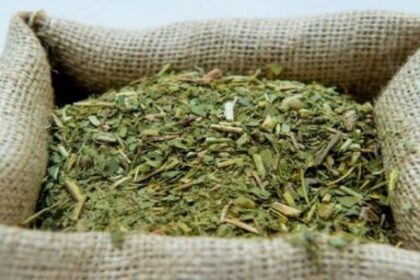 advierten-por-la-caida-de-la-yerba-mate-por-condiciones-climaticas-adversas