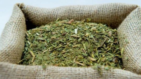 advierten-por-la-caida-de-la-yerba-mate-por-condiciones-climaticas-adversas
