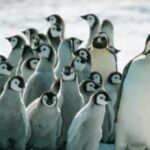sin-hielo-no-hay-vida:-advierten-por-la-caida-del-pinguino-emperador-y-el-lobo-fino-antartico