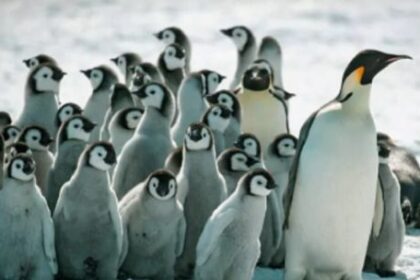 sin-hielo-no-hay-vida:-advierten-por-la-caida-del-pinguino-emperador-y-el-lobo-fino-antartico