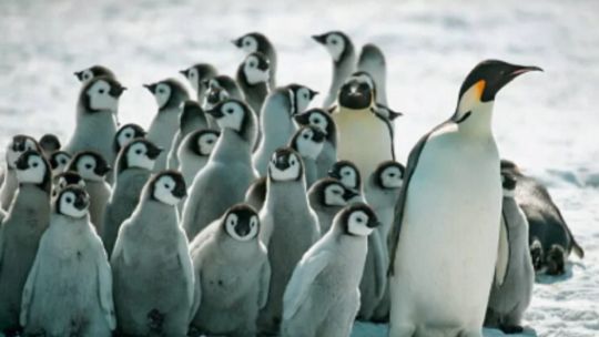 sin-hielo-no-hay-vida:-advierten-por-la-caida-del-pinguino-emperador-y-el-lobo-fino-antartico