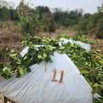 “no-hay-peor-distorsion-que-la-actual”:-el-subsecretario-de-asuntos-yerbateros-de-misiones-critico-el-modelo-sin-regulacion-en-la-yerba-mate