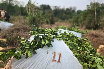 “no-hay-peor-distorsion-que-la-actual”:-el-subsecretario-de-asuntos-yerbateros-de-misiones-critico-el-modelo-sin-regulacion-en-la-yerba-mate