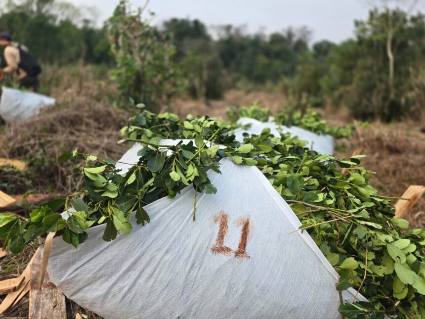 “no-hay-peor-distorsion-que-la-actual”:-el-subsecretario-de-asuntos-yerbateros-de-misiones-critico-el-modelo-sin-regulacion-en-la-yerba-mate