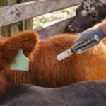 confirman-nuevos-casos-de-rabia-paresiante-en-misiones:-piden-no-manipular-animales-enfermos-y-reforzar-la-vacunacion