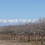 crece-el-interes-en-invertir-en-campos-para-la-produccion-de-pistacho.-que-tan-sustentable-es-este-cultivo?