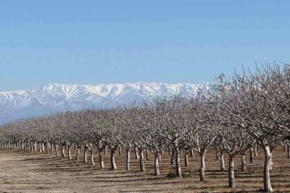 crece-el-interes-en-invertir-en-campos-para-la-produccion-de-pistacho.-que-tan-sustentable-es-este-cultivo?
