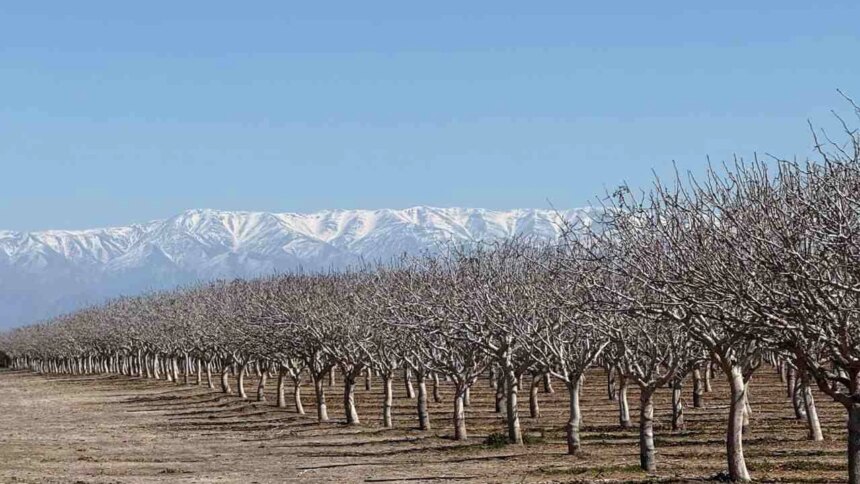 crece-el-interes-en-invertir-en-campos-para-la-produccion-de-pistacho.-que-tan-sustentable-es-este-cultivo?