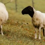 se-detectaron-brotes-por-primera-vez-en-argentina-de-una-enfermedad-que-causa-la-muerte-en-el-ganado-ovino