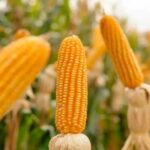 entusiasmo-en-el-agro-por-la-produccion-de-maiz:-“la-cosecha-va-a-ser-record”