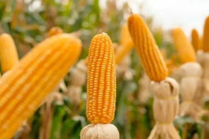 entusiasmo-en-el-agro-por-la-produccion-de-maiz:-“la-cosecha-va-a-ser-record”