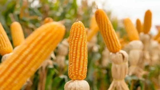 entusiasmo-en-el-agro-por-la-produccion-de-maiz:-“la-cosecha-va-a-ser-record”