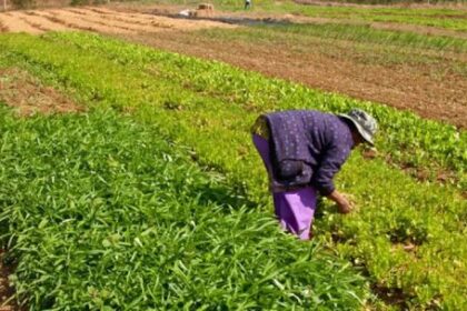 produccion-agricola:-“la-ley-de-semillas-no-es-la-que-provoca-que-el-productor-hoy-tenga-malos-rindes”