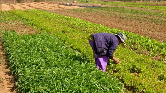 produccion-agricola:-“la-ley-de-semillas-no-es-la-que-provoca-que-el-productor-hoy-tenga-malos-rindes”
