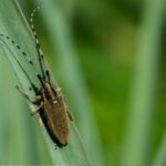 una-enfermedad-desatendida:-por-que-el-chagas-afecta-a-mas-de-6-millones-de-personas-en-el-mundo