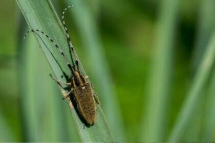 una-enfermedad-desatendida:-por-que-el-chagas-afecta-a-mas-de-6-millones-de-personas-en-el-mundo