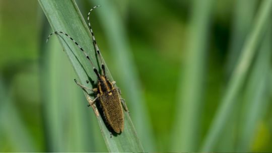una-enfermedad-desatendida:-por-que-el-chagas-afecta-a-mas-de-6-millones-de-personas-en-el-mundo