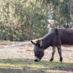 carne-de-burro-a-$7.500-el-kilo:-¿el-nuevo-asado?