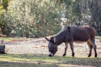 carne-de-burro-a-$7.500-el-kilo:-¿el-nuevo-asado?