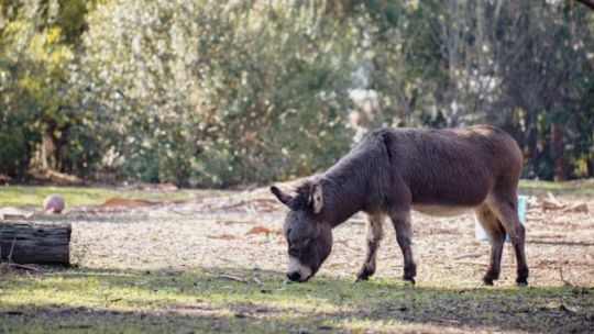 carne-de-burro-a-$7.500-el-kilo:-¿el-nuevo-asado?