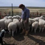 el-senasa-confirmo-casos-de-scrapie-en-ovinos:-“ataca-solamente-a-los-ovinos-y-no-es-transmisible-a-las-personas”