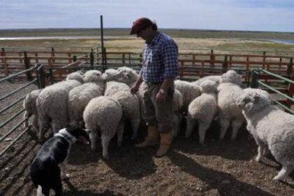 el-senasa-confirmo-casos-de-scrapie-en-ovinos:-“ataca-solamente-a-los-ovinos-y-no-es-transmisible-a-las-personas”