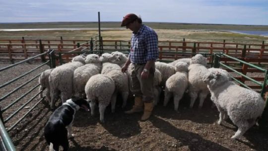 el-senasa-confirmo-casos-de-scrapie-en-ovinos:-“ataca-solamente-a-los-ovinos-y-no-es-transmisible-a-las-personas”